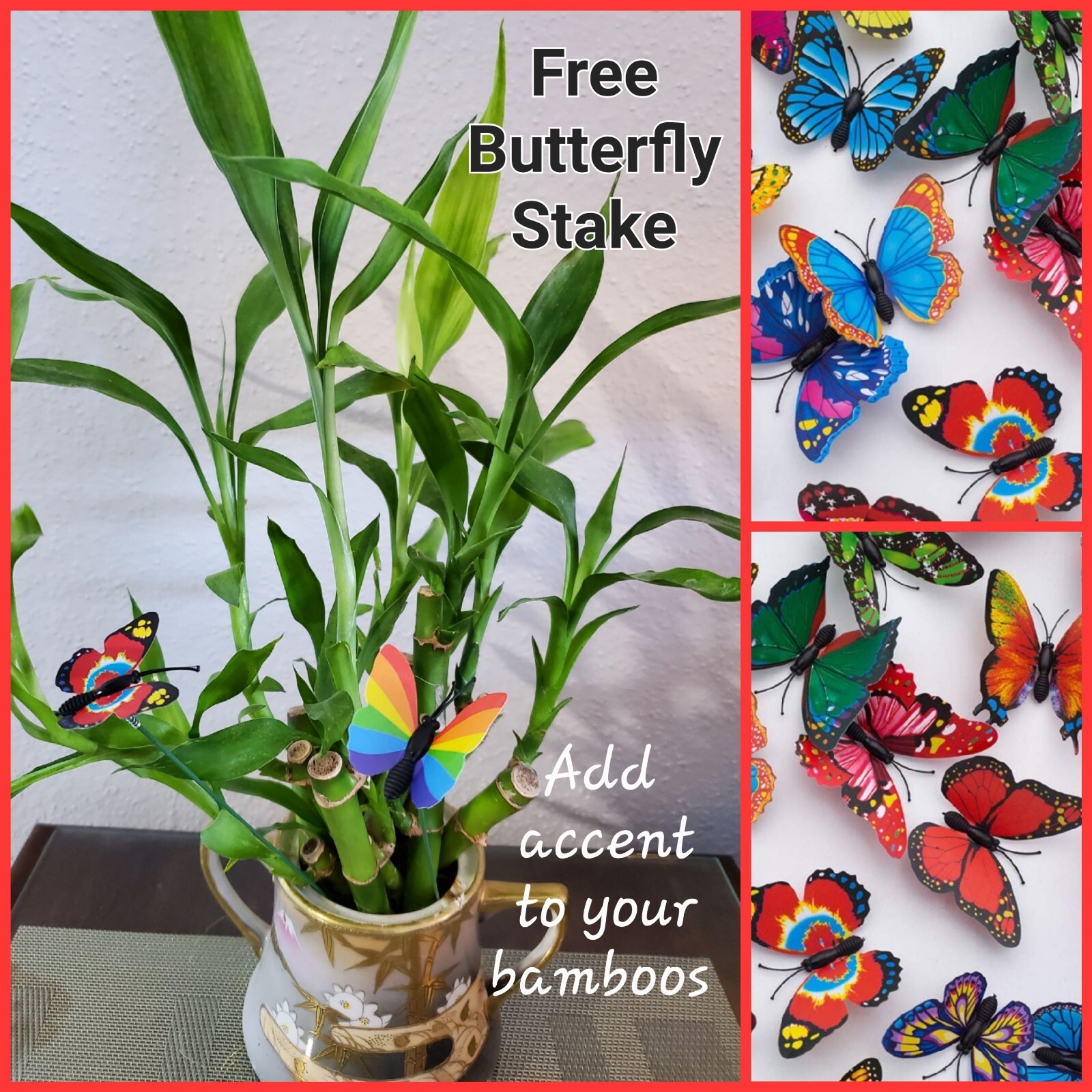 5 Lucky Bamboo FREE Butterfly Stake 🦋 4 inches Rooted Plants, Just Add Water gallery