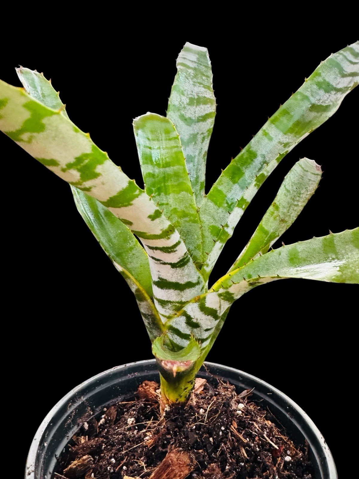 Aechmea Green Chantini Silver White Banded Tropical Beauty Collector gallery