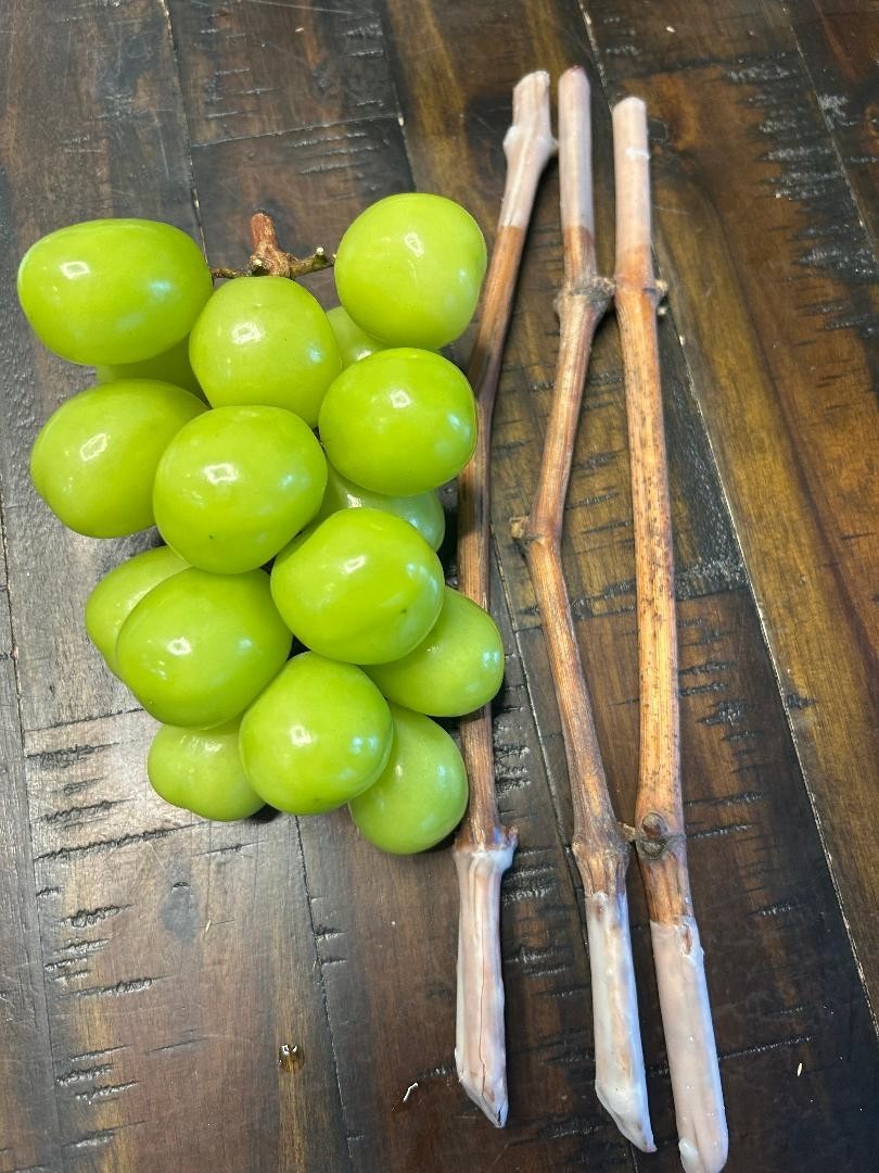 Shine Muscat Seedless grape- 3 fresh cuttings, no roots, rooting or grafting gallery