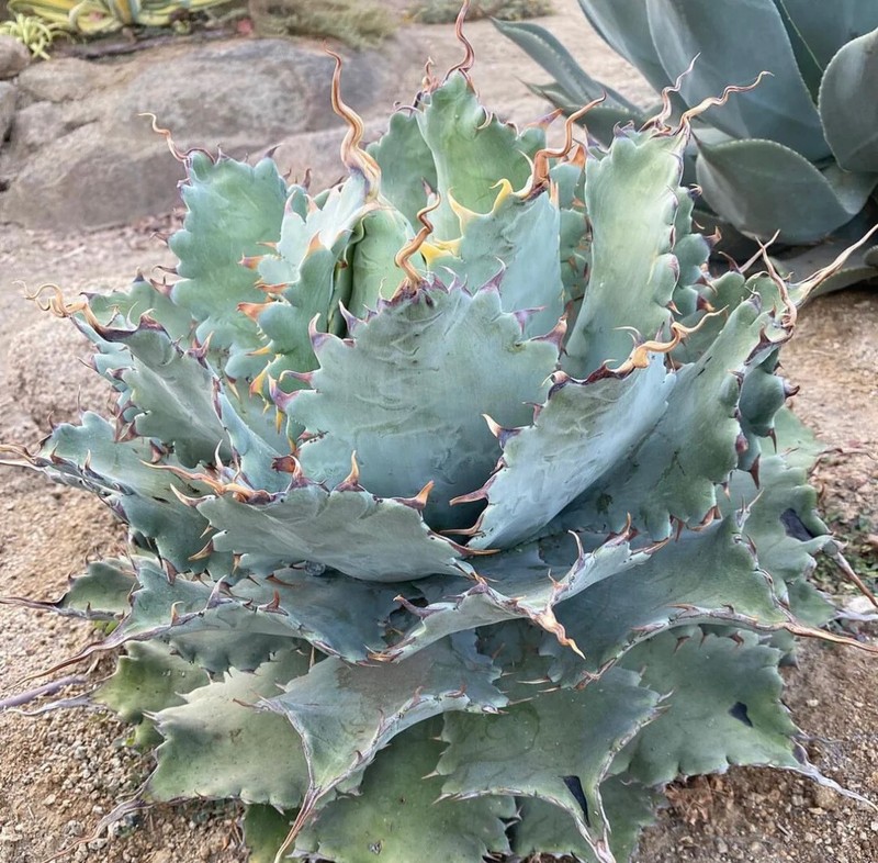 Agave potatorum "Spawn" Starter Plants! FINALLY AVAILABLE!! 3"-5" Wide! NICE! gallery