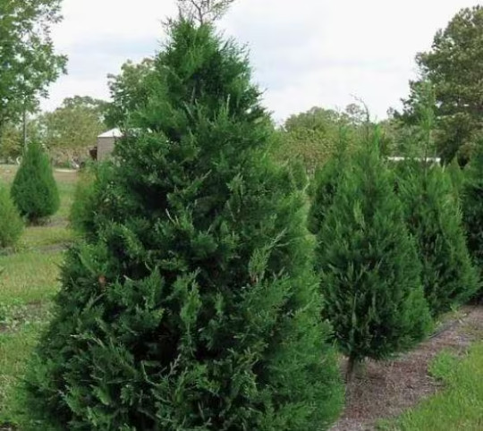 25 Murray Cypress tree 2.5" pot gallery