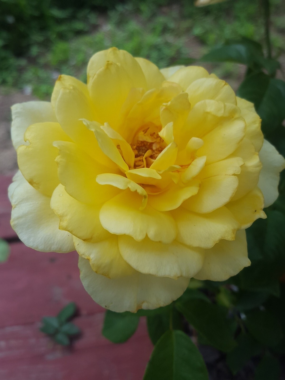 Sunsprite Floribunda 2 Gal Deep Yellow Live Bush Plants Shrub Plant Fine Roses gallery