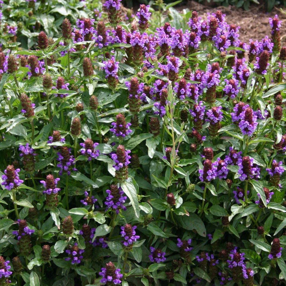 Prunella vulgaris lanceolata LANCELEAF SELF HEAL - Herb Seeds! gallery