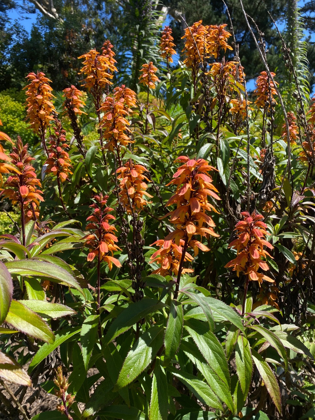 Isoplexis canariensis | Canary Island Foxglove | 100 Seeds gallery