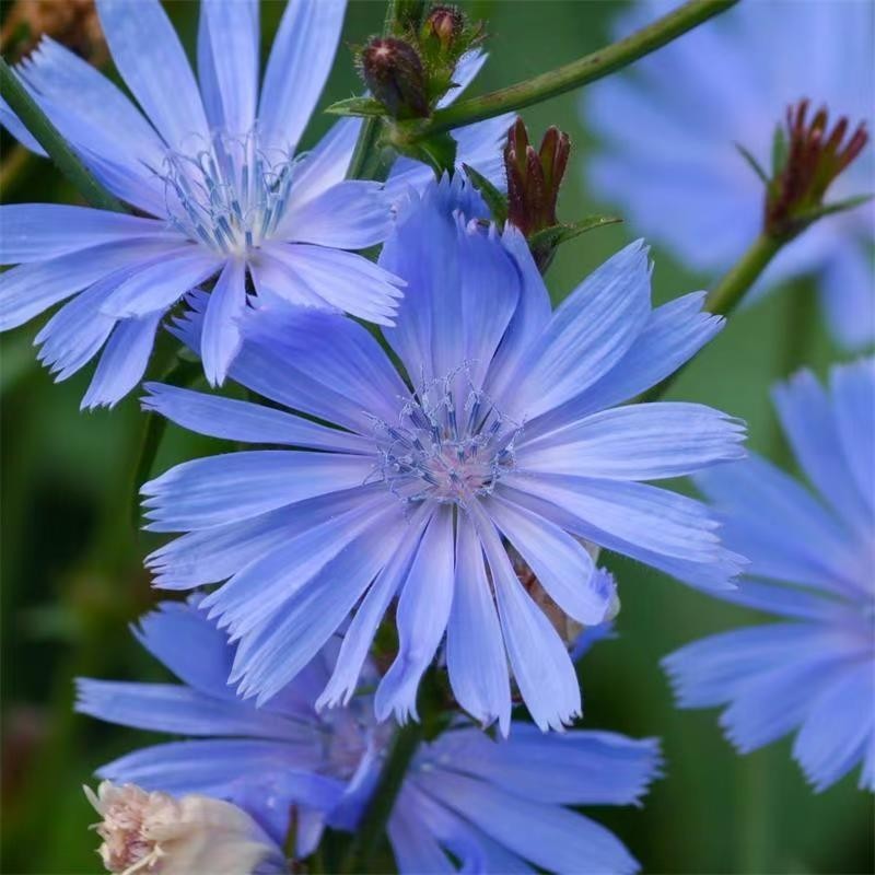 7000+ Chicory Seeds for Planting – Blue Wildflower Perennial Seeds, Hardy Cichor gallery
