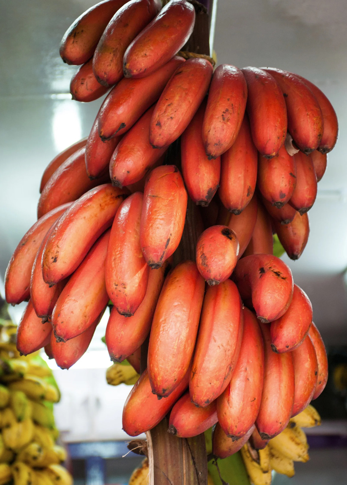 Banana 'Red Cuban' (Musa acuminata) gallery