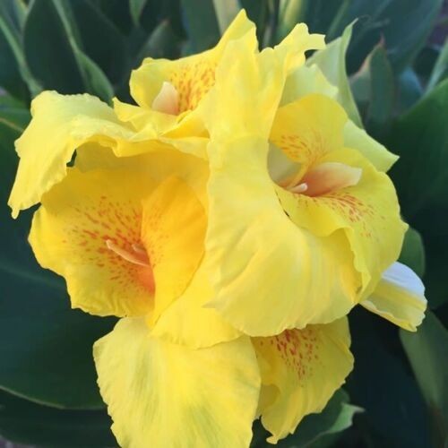 8 bulbs - 2 inch Canna Lilly Yellow Orange Speckled Throat Heritage First Place gallery