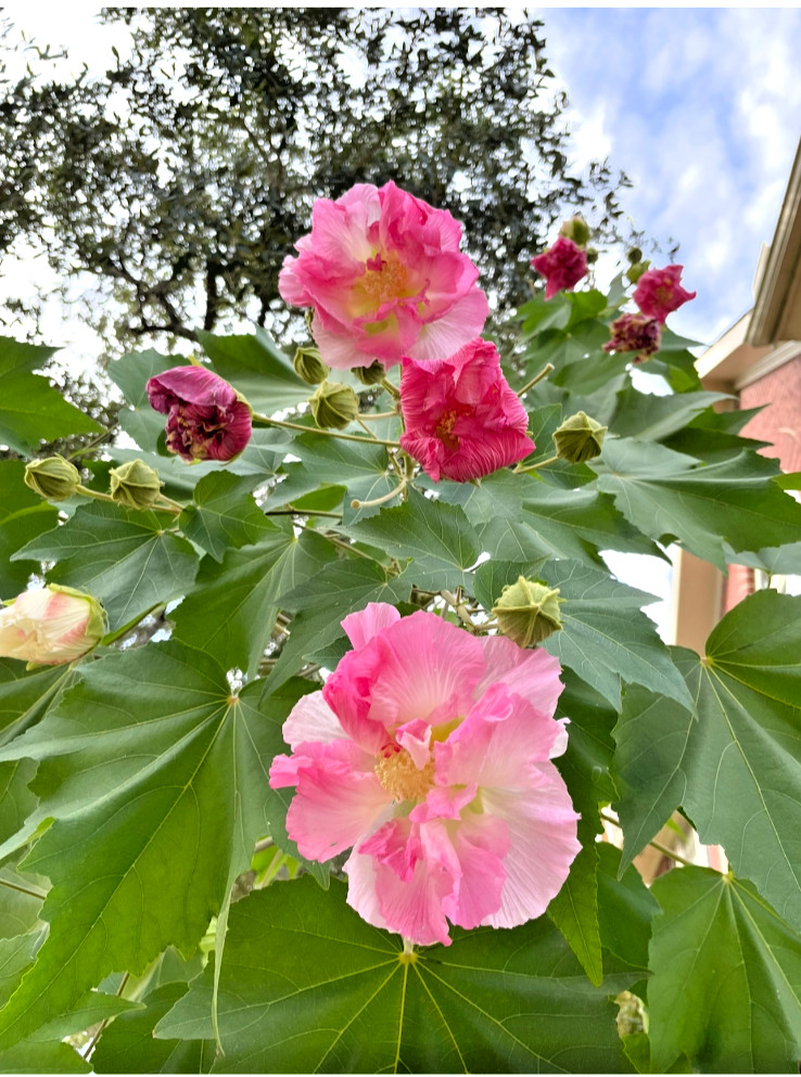 Tri Color Confederate Rose - Hibiscus mutabil (pink White) Two rooted plant gallery