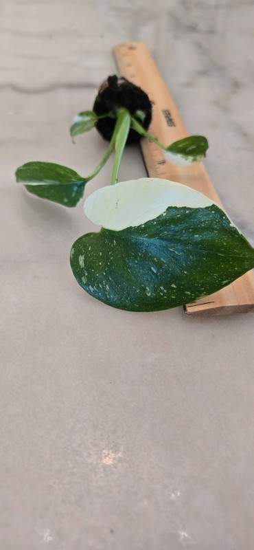 Live Monstera Thai constellation Starter Plant $26.95 gallery