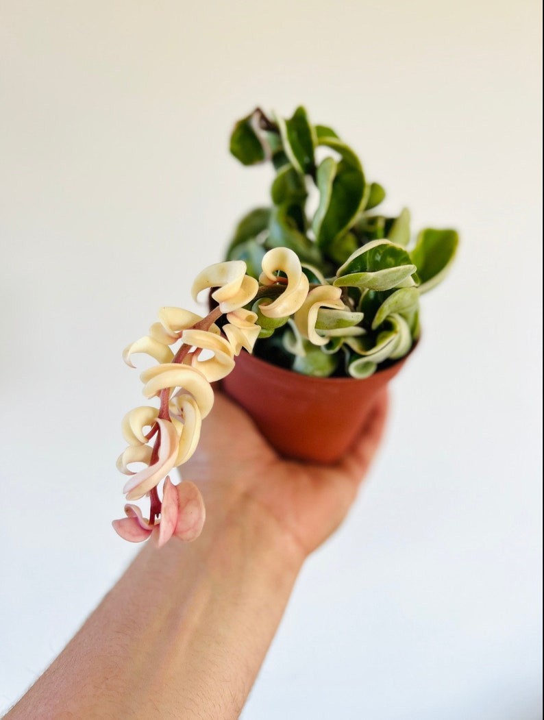 Variegated Hoya Compacta - Hindu Rope Wax Plant 4” Pot gallery