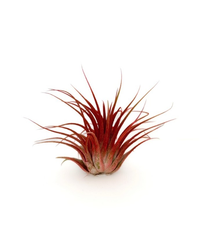 Live Colored Air Plants Ionantha Guatemala Tillandsia Airplant FREE SHIPPING gallery