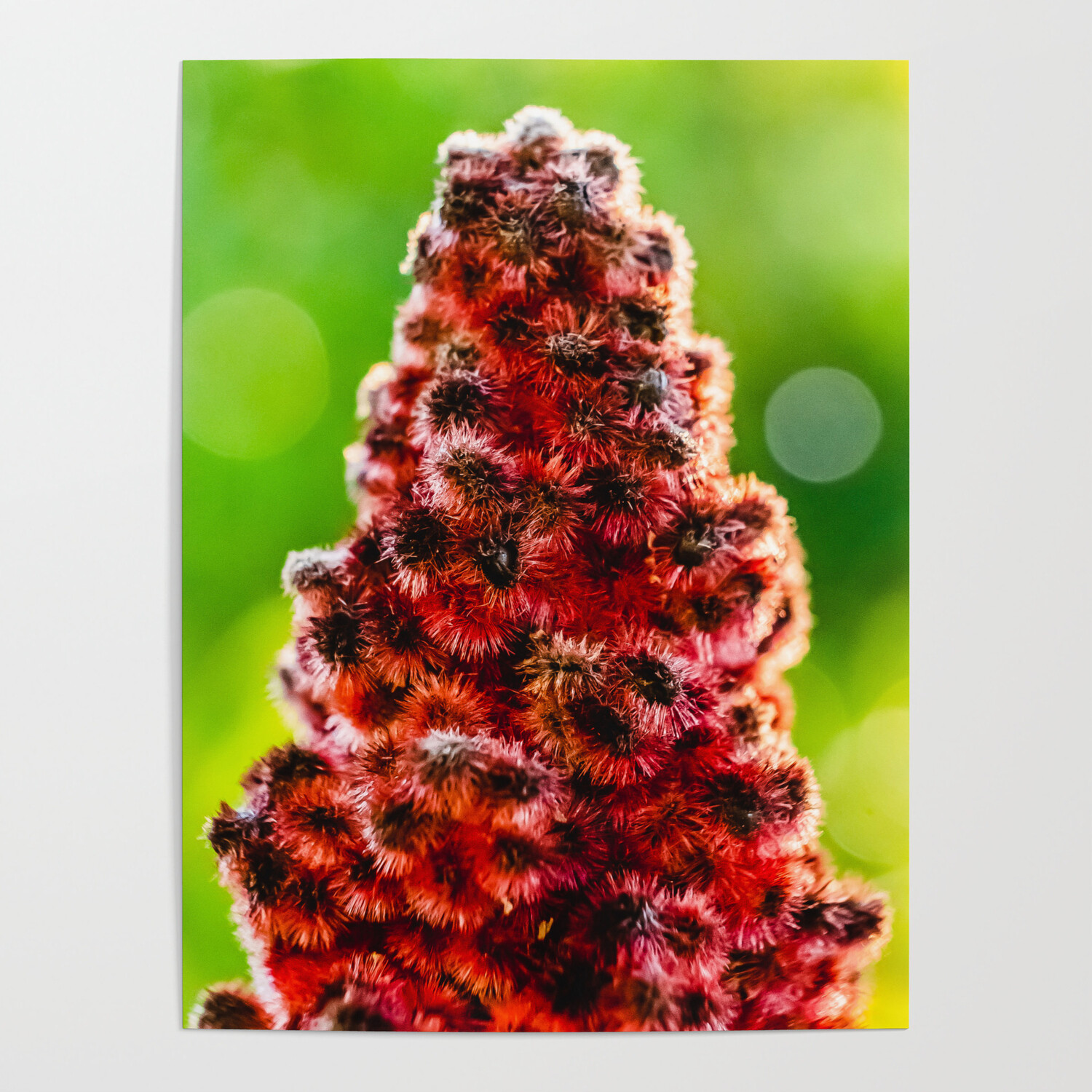 STAGHORN SUMAC Rhus Typhina - 50 SEEDS gallery