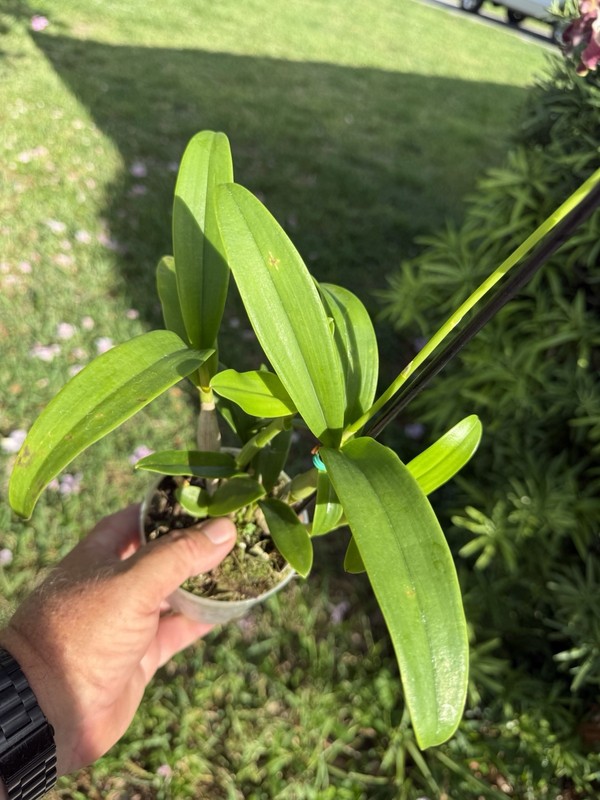 Dendrobium Big Ben Antelope Den. 4” Orchid Plant gallery