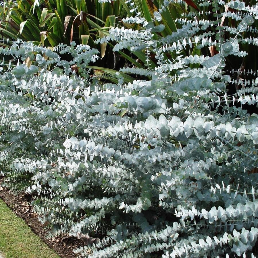 50 Baby Blue Eucalyptus Seeds Tree Flower Perennial Flowers Seed US SELLER 1385 gallery