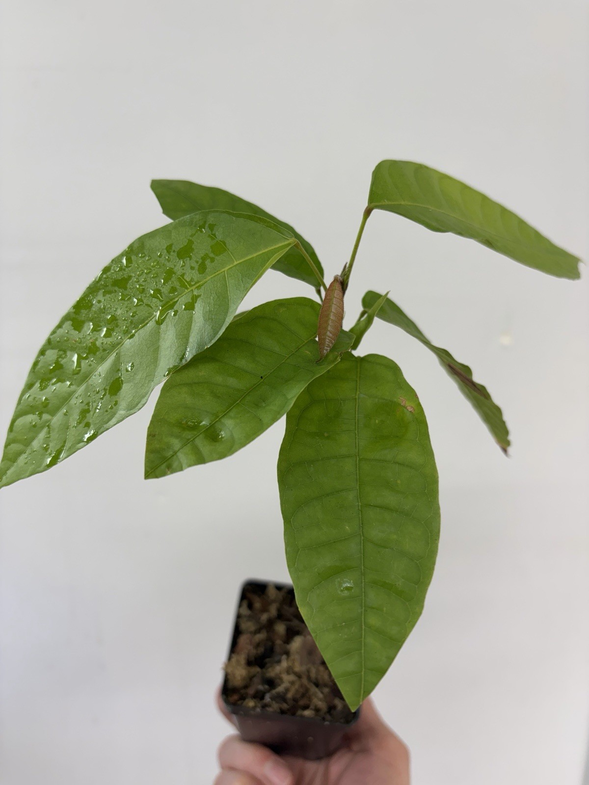 Forastero Cacao Tree (Theobroma cacao) – Live Cacao Plant gallery