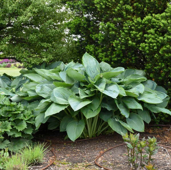 Empress Wu Hosta Plants