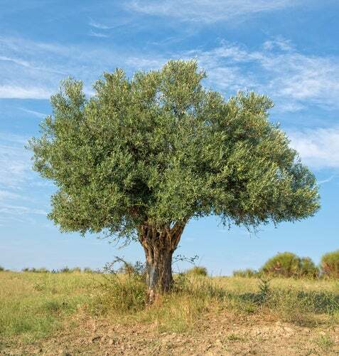 Olive Tree Seeds for Planting | 25 Seeds | Olea europaea gallery