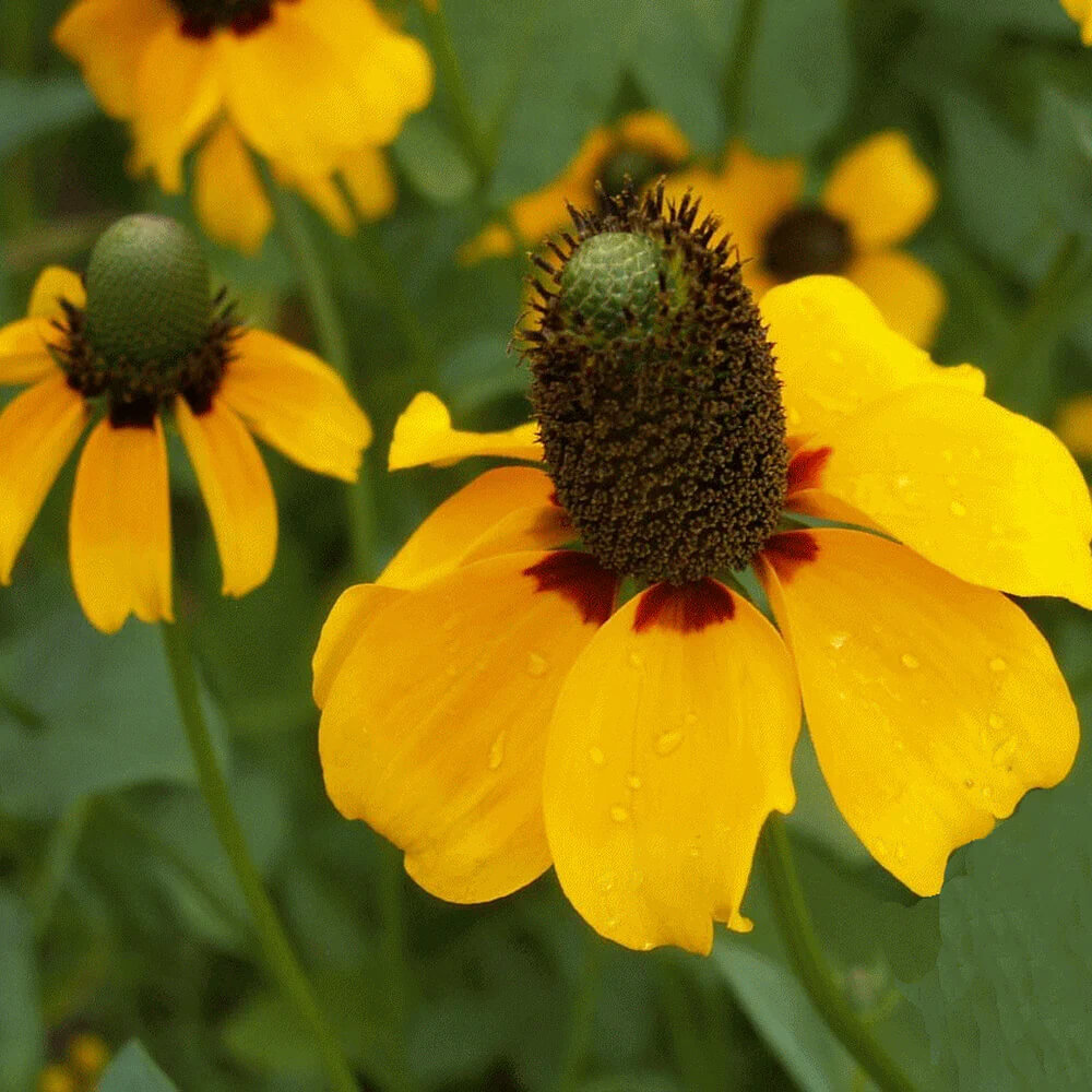 Clasping Coneflower Seeds | Non-GMO | Free Shipping | Seed Store | 1258 gallery