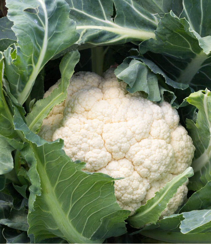 200+ Cauliflower Seeds Snowball Self Blanching Cauliflower(Brassica oleracea)USA gallery