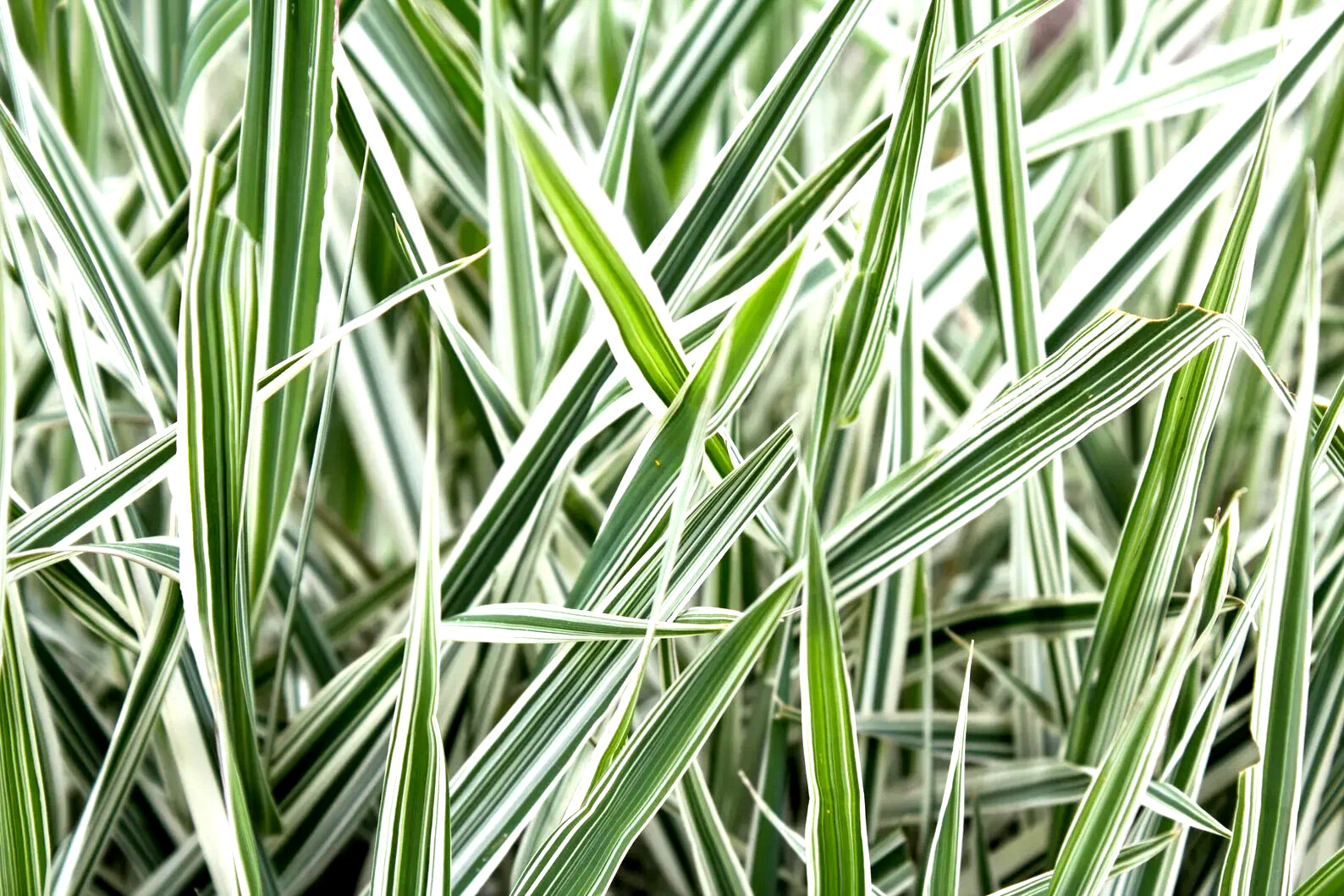 Ribbon Grass 10 Plants Strawberry & Cream Root Divisions For Sun or Shade Hardy gallery