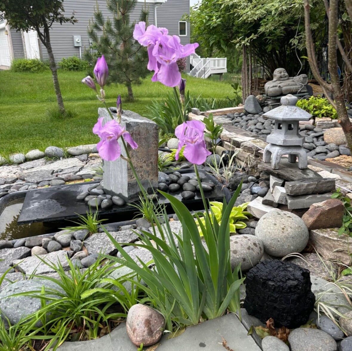 Bearded light Purple Iris Plant- Reblooming Lilac Blue Flower Perennial 6 roots gallery