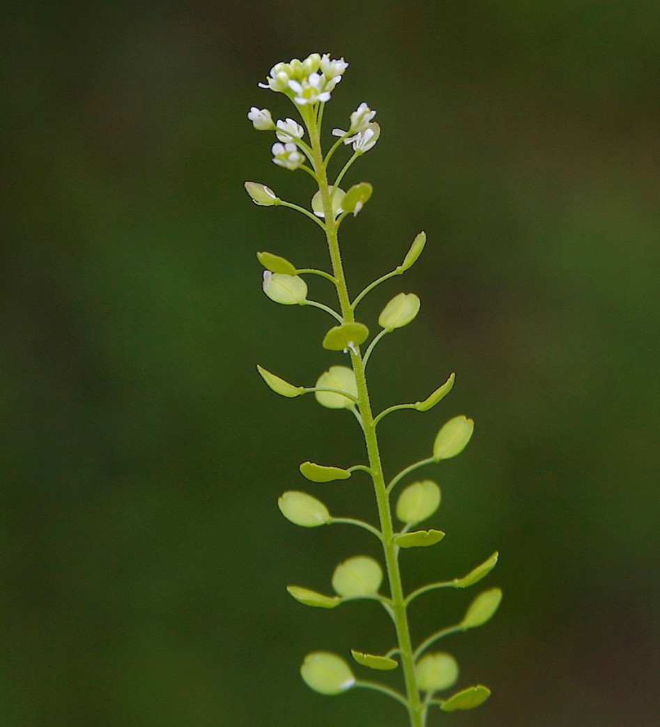 100+ Native Pepper Spice Seeds | Lepidium virginicum) Peppergrass, Pepperweed gallery