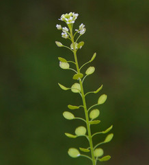 100+ Native Pepper Spice Seeds | Lepidium virginicum) Peppergrass, Pepperweed