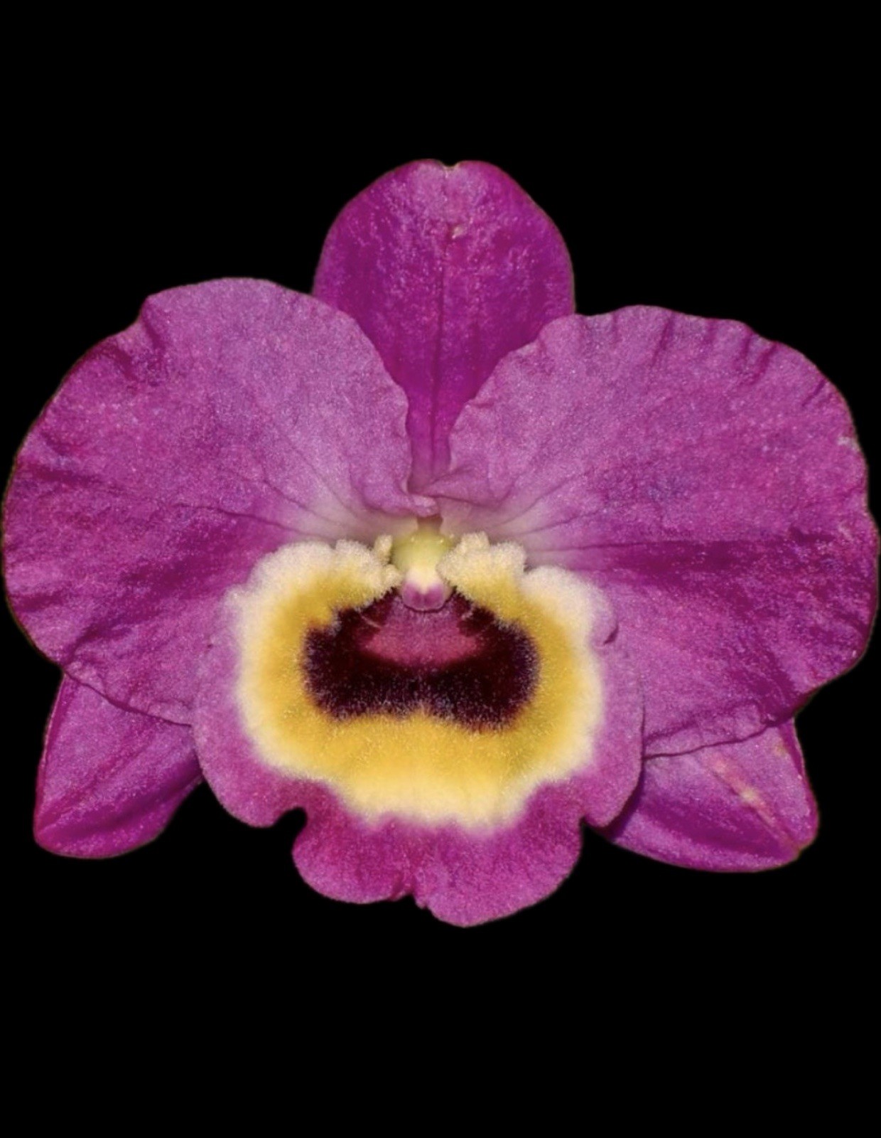 Dendrobium Red Emperor 'Prince' Nobile Type Den. 4” Orchid Plant gallery
