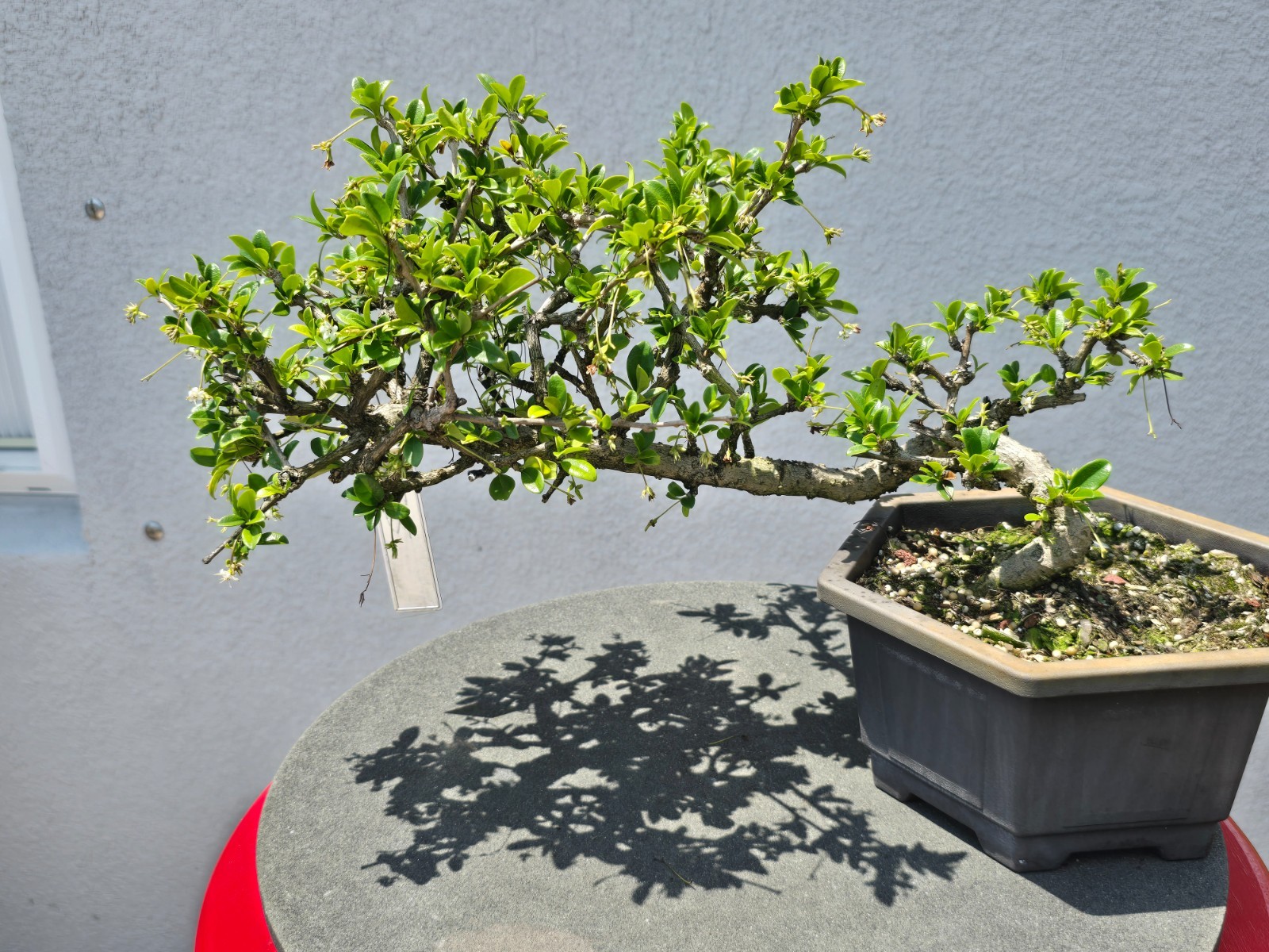Fukien Tea bonsai cascading gallery
