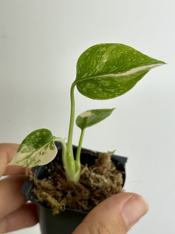 Monstera Thai constellation Variegated gallery