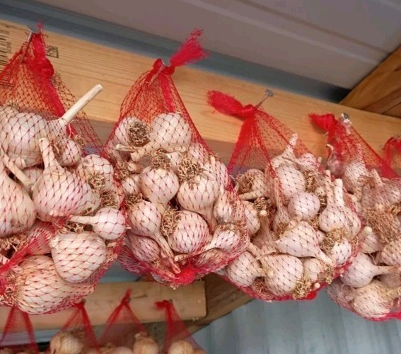 25 Organic German Red Hard neck Garlic Cloves For Planting 2026 USA gallery