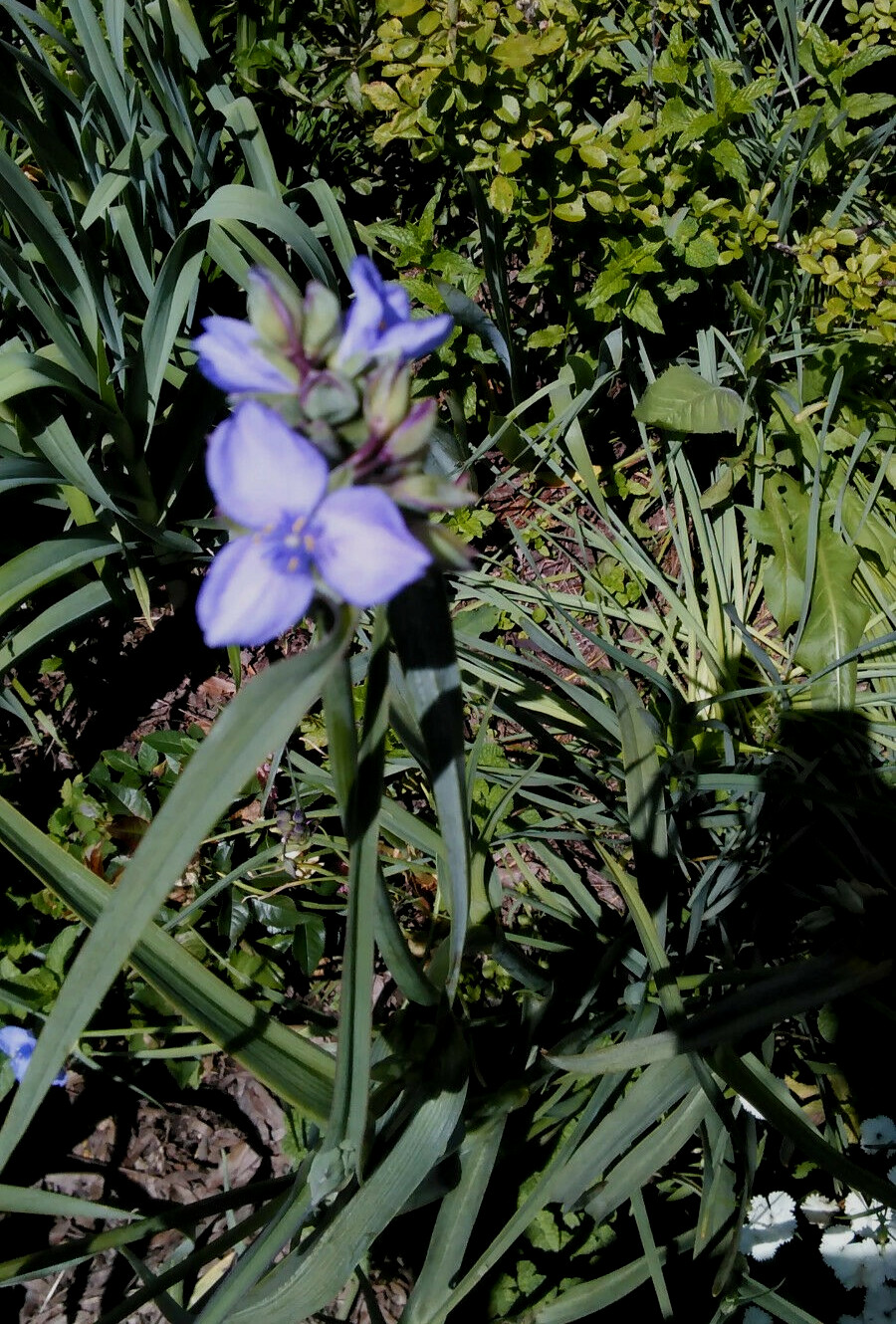 10 Spiderwort Transdescantia Purple Flower Bare Root Rhizome Bulbs- Live Plants gallery