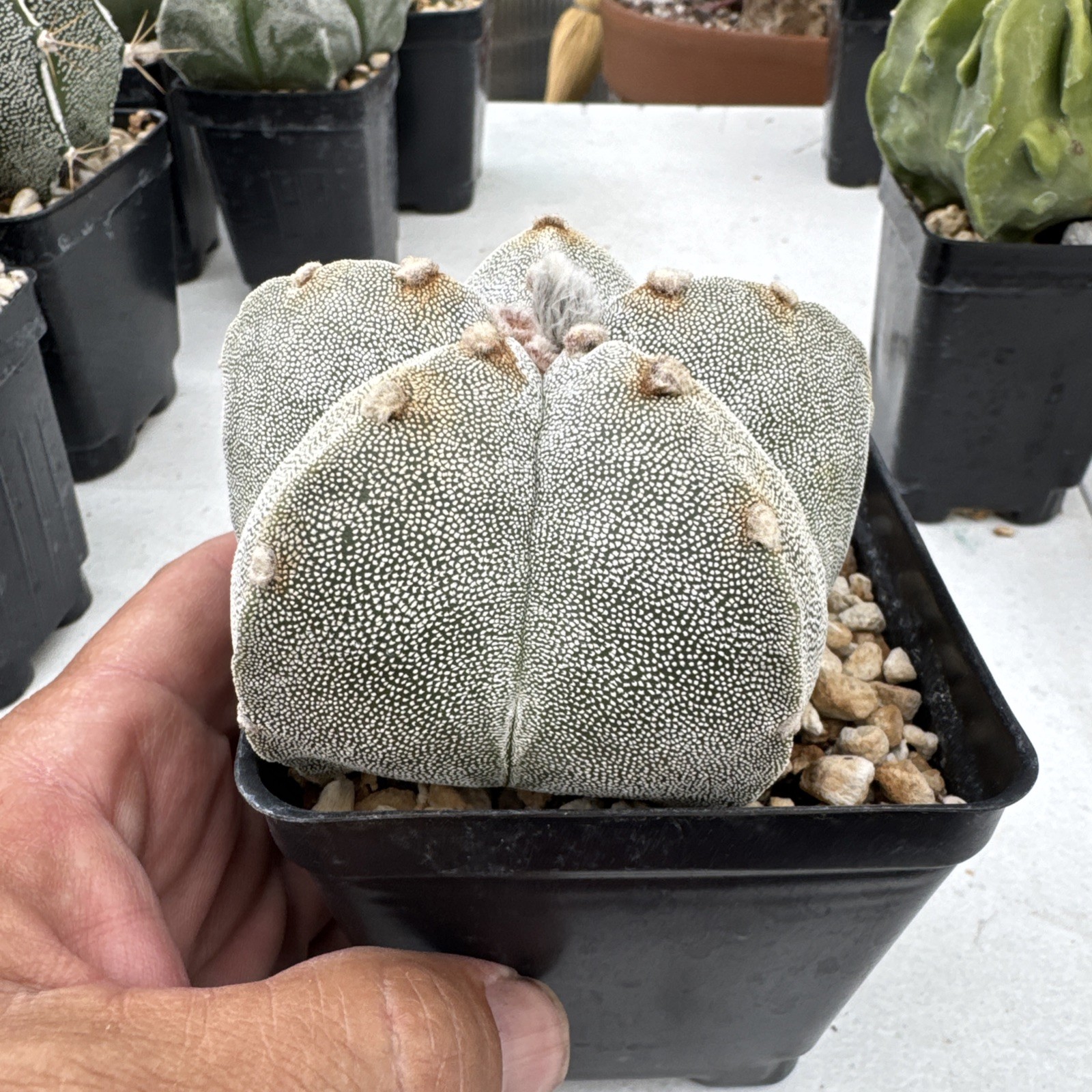 Astrophytum myriostigma Seed Grown Cactus Succulent gallery