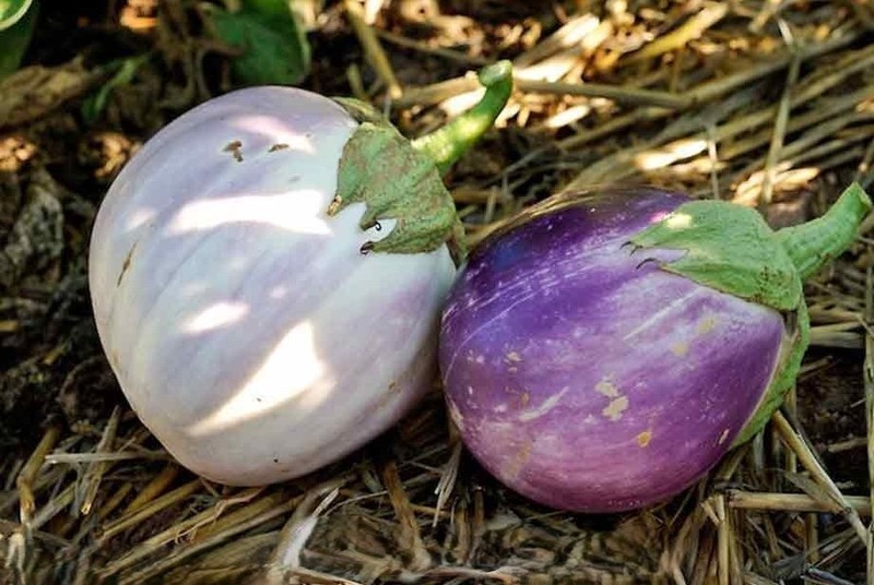 35 Fresh Authentic Rosa Bianca Premium Eggplant Seeds-A 51 gallery