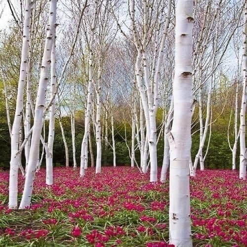White Paper Birch Seedlings for Planting - Betula papyrifera - Stunning White gallery