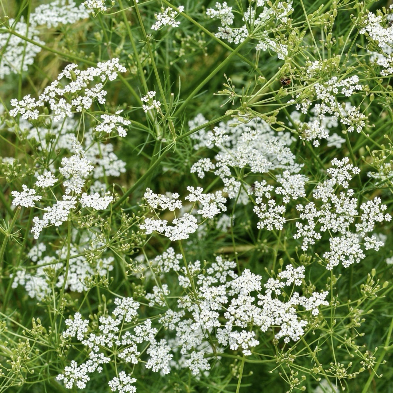 100+ Cumin Seeds For Planting (Cuminum cyminum) | non-GMO, Heirloom USA gallery