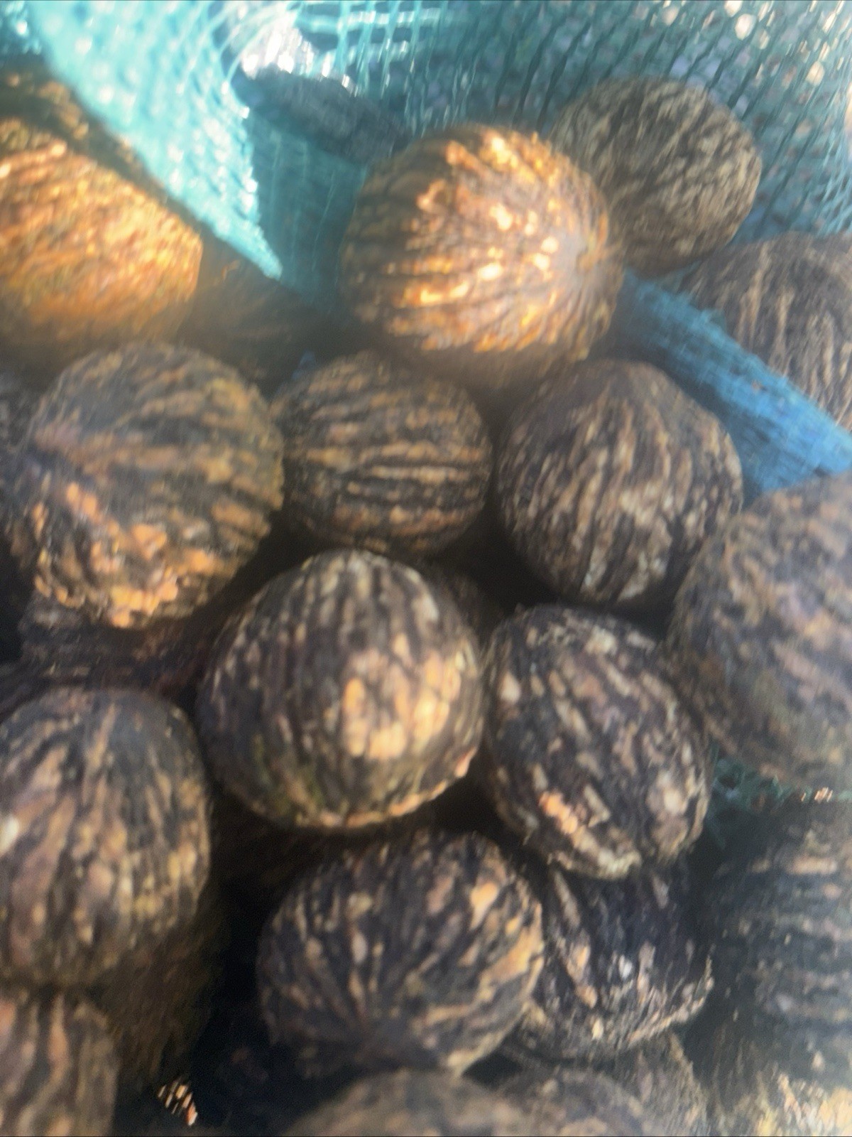 Premium Black Walnuts In-Shell (15 Pounds) Float Tested. Organic 2025 E. Tenn gallery