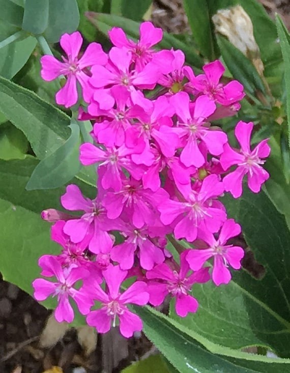 None So Pretty Catchfly Seeds (silene armeria), Sweet William Catchfly gallery