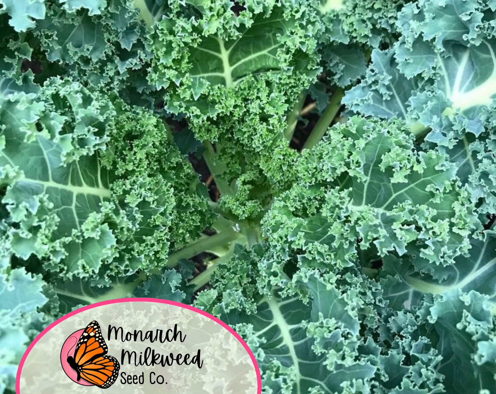 2500+ Kale Seeds 'Vates Blue Scotch Curled' | Heirloom, Non-GMO Vegetable Seeds gallery