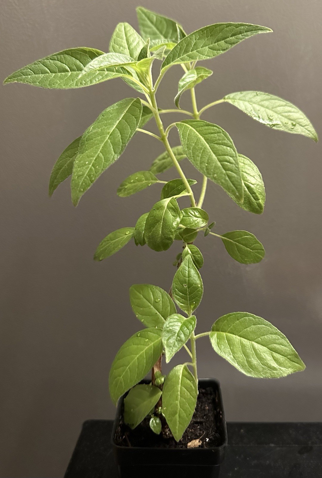 Fuchsia Boliviana Alba gallery