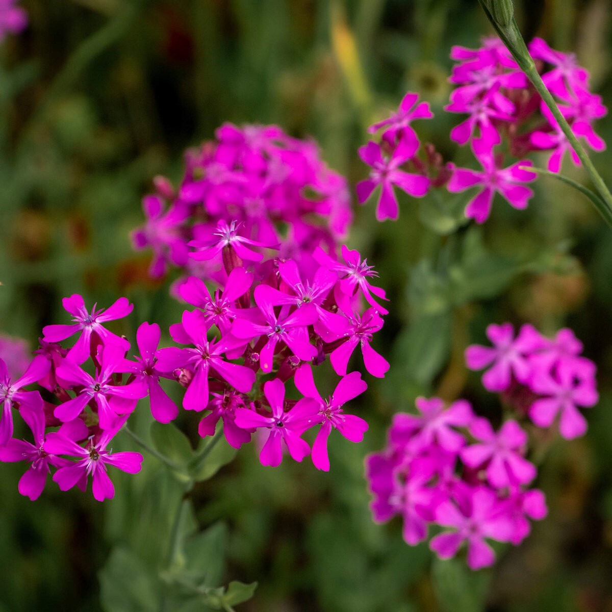 2000 None So Pretty Catchfly Wildflower Seeds - Everwilde Farms Mylar Packet gallery