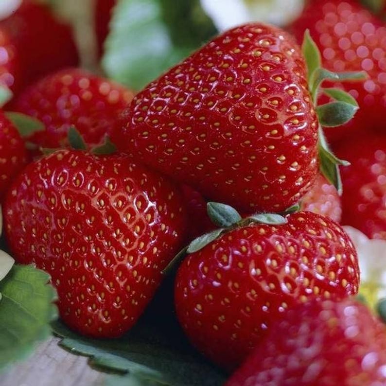 12 Strawberry Plants "Earliglow"-Excellent flavor(Pack of 12 Bare Root) Zone:4-8 gallery