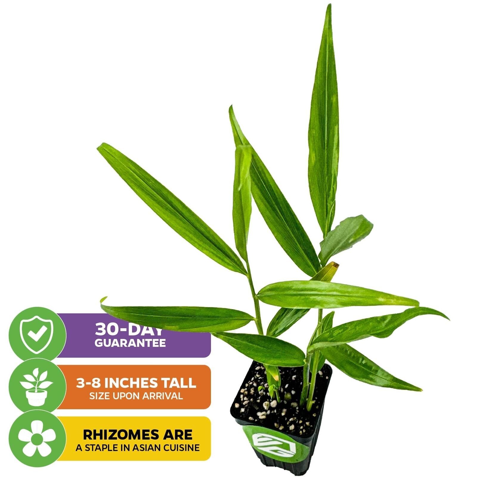 Ginger (Common Cooking Variety) - Zingiber officinale - Live Plant gallery