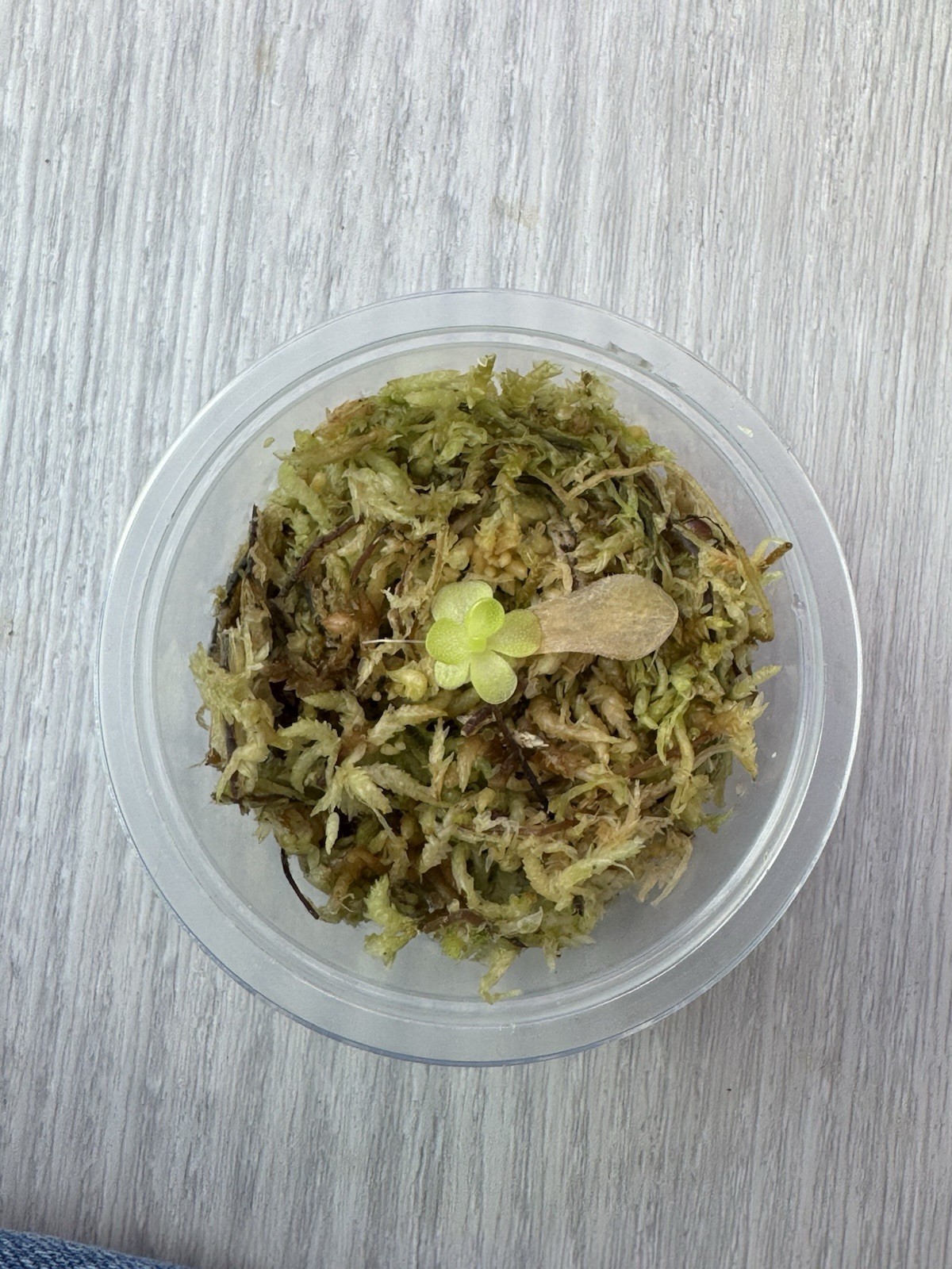 Butterwort - Pinguicula Sethos - Carnivorous Plant Start Propagation Kit gallery
