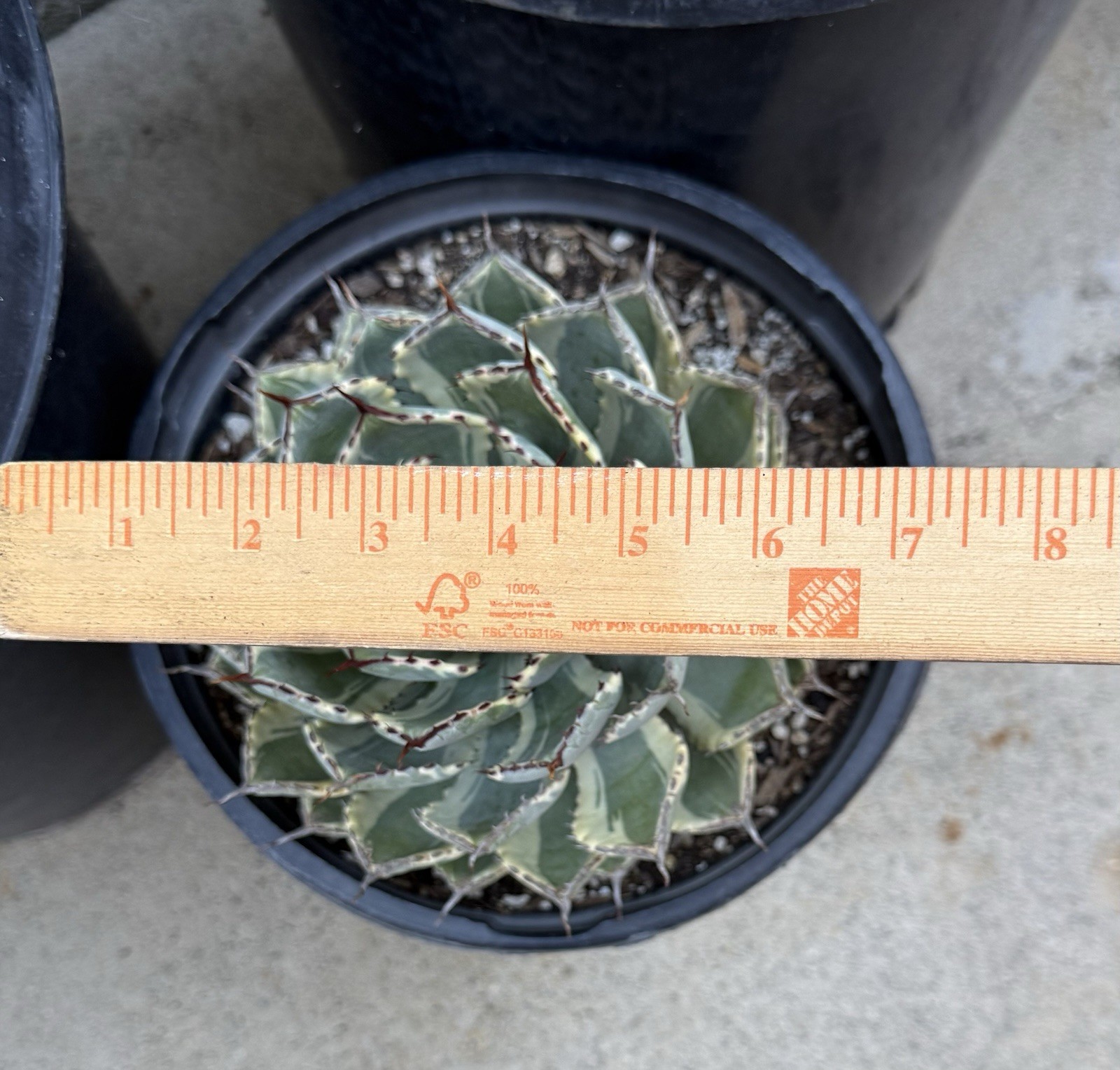 Agave Desert Diamond gallery