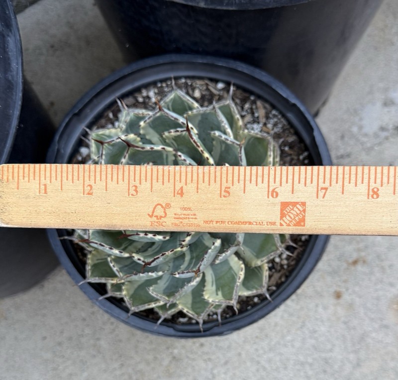 Agave Desert Diamond gallery
