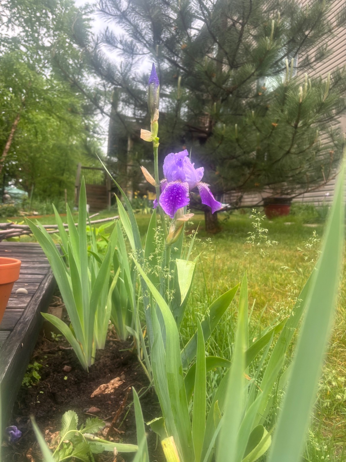 6 - Two - Tone Purple BEARDED IRIS Bulbs/Rhizomes FRESH - Perennial gallery