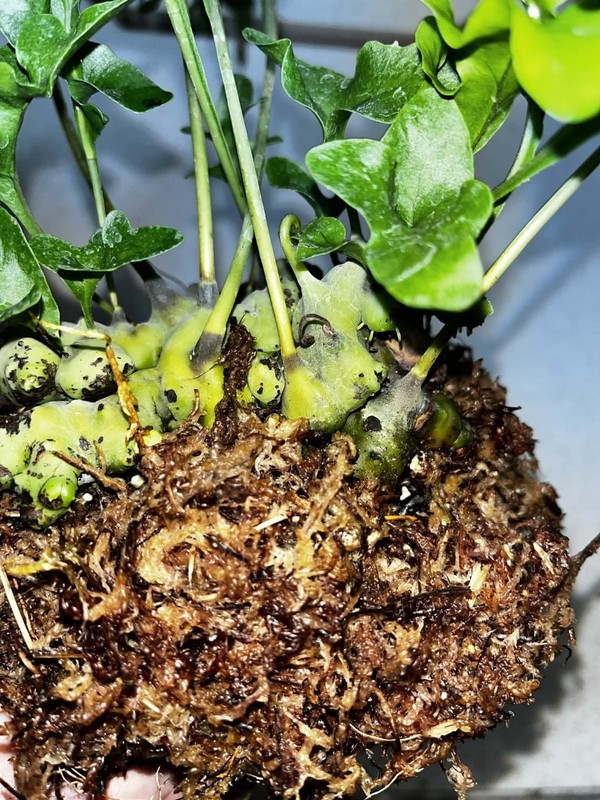 Lecanopteris luzonensus 4 inch pot Fully Rooted Rare gallery