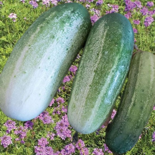 200+ ARKANSAS LITTLE LEAF CUCUMBER SEEDS ---- FRESH ---- HEIRLOOM gallery