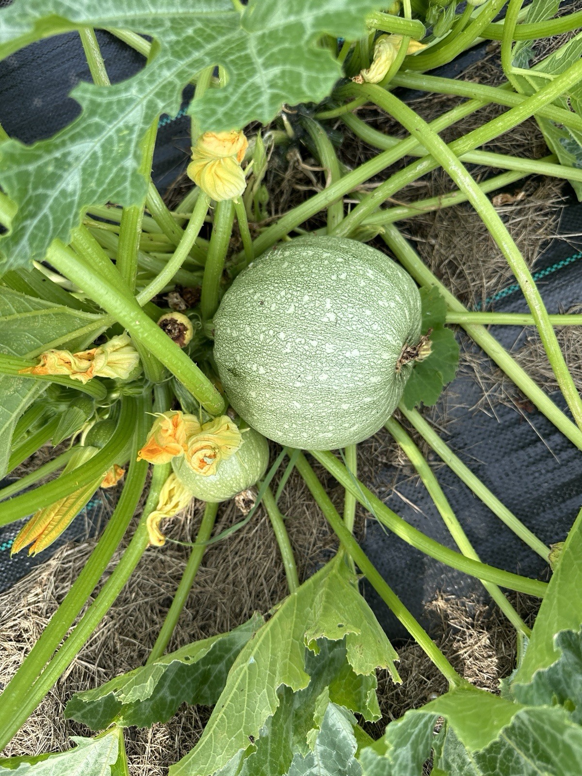 20 Zucchini seeds-round (mixed color) gallery